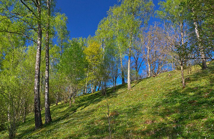 Baktrågen-träd-vår.jpg