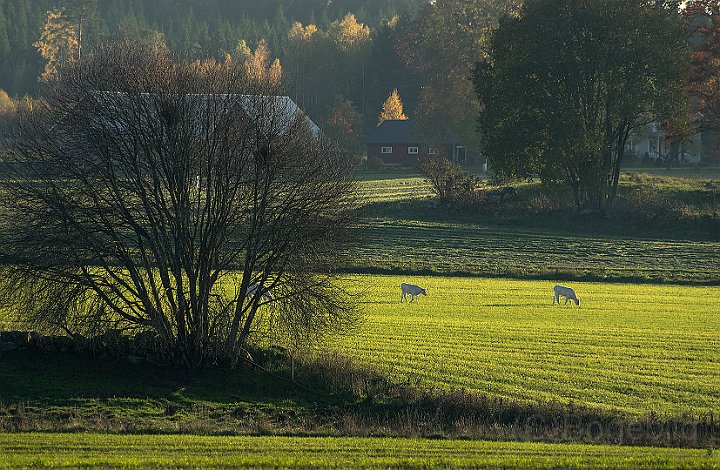 Gärden-Ätradalen-2.jpg