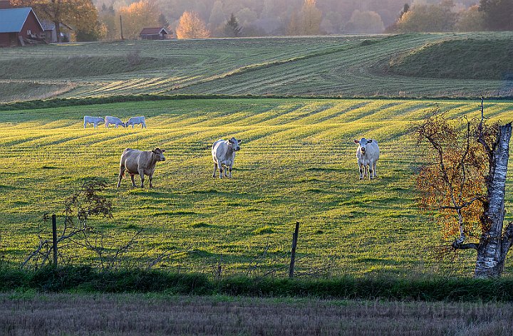 Gärden-Ätradalen-4.jpg