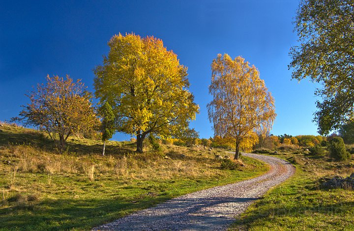 Höst-Lövträd-väg.jpg