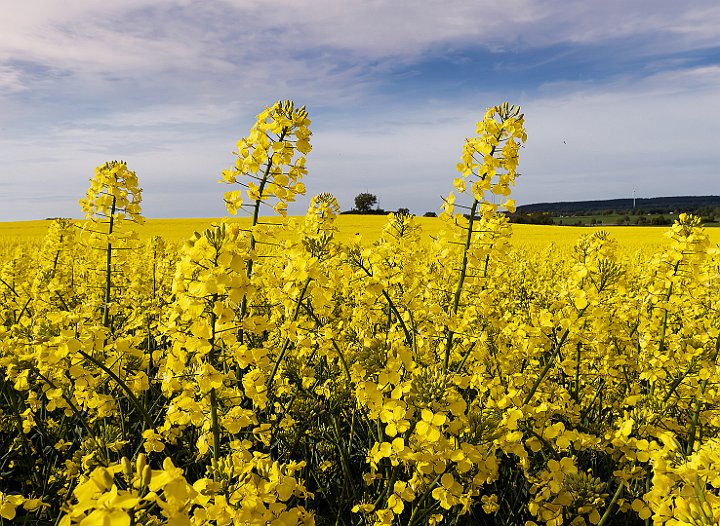 Rapsfält3-Falbygden.jpg