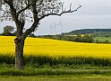Rapsfält1-Falbygden