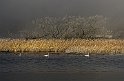 Höstmorgon-dimma-4