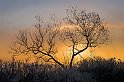 Morgondimma-träd