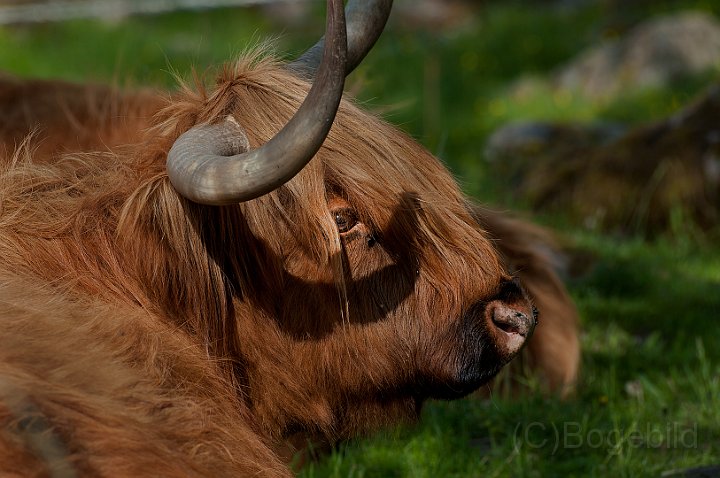Kreatur-Hereford.jpg