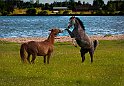 Hästfight-Visingsö