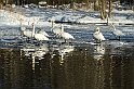 Sångsvanar-3