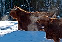 Vinter-Kreatur-Hereford