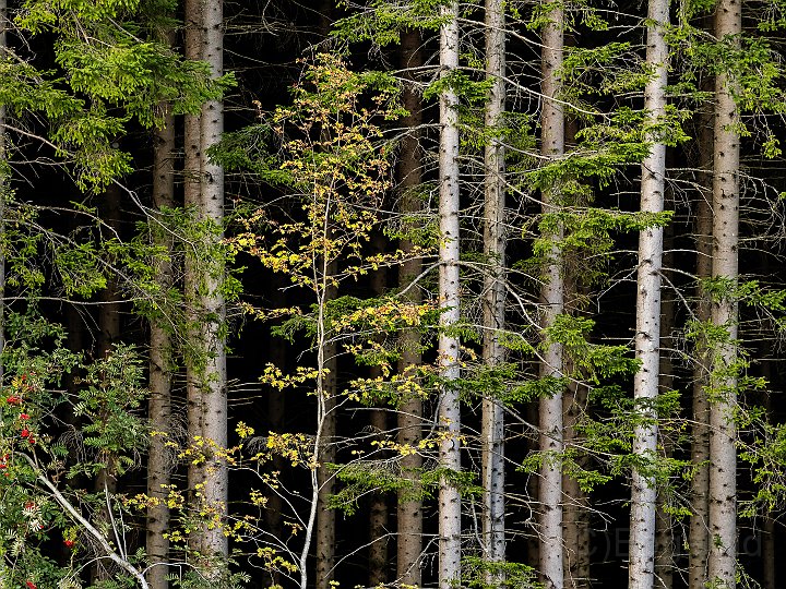 Skog1.jpg