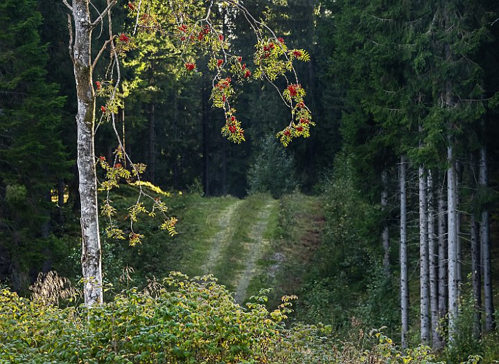 Skog2.jpg