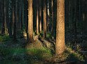 Barrskog2
