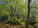 Bokskog2
