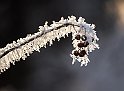 Frost