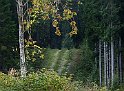 Skog2