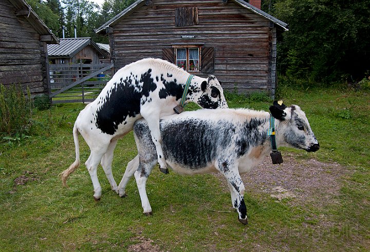 Fäbod-Dalarna.jpg