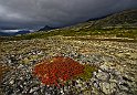 Rondane_7