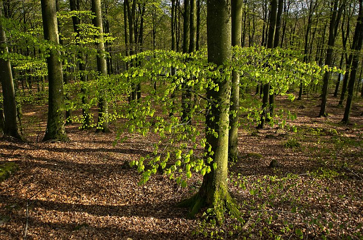 Bokskog-2.jpg