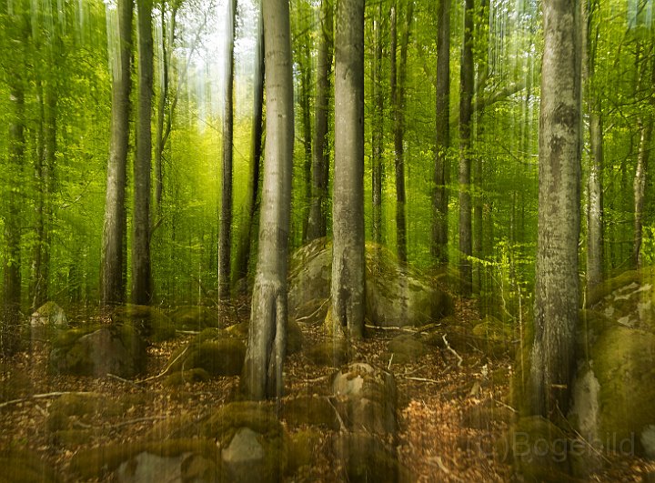 Bokskog-3.jpg