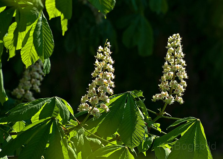 Kastanj-blommar.jpg
