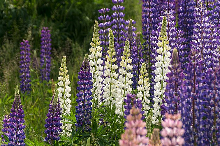 Lupiner-2.jpg