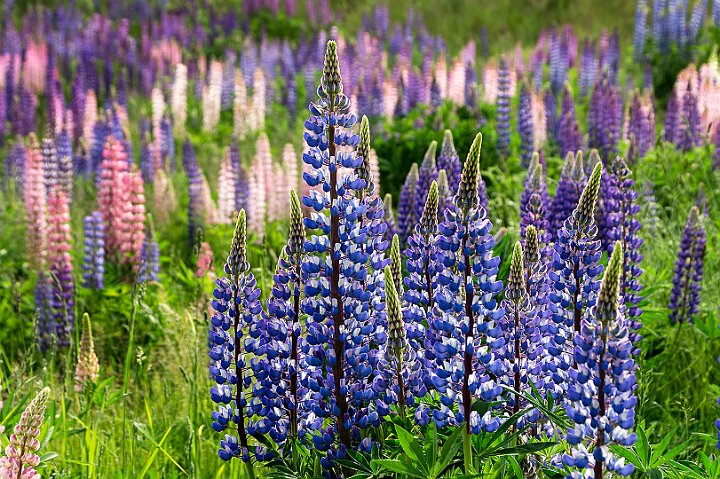Lupiner-3.jpg