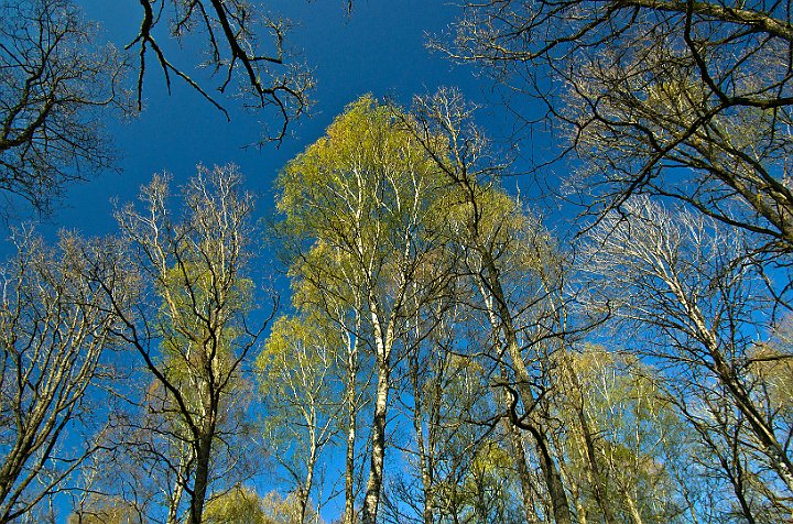 Lövskog-vår.jpg