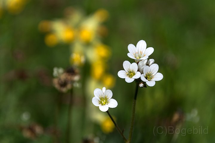 Mandelblomma.jpg
