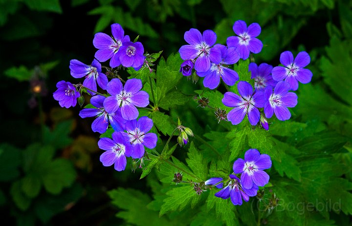 Midsommarblomster.jpg