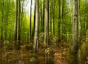 Bokskog-3