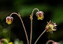 Humleblomster2