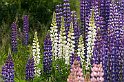 Lupiner-2
