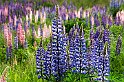 Lupiner-3