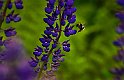 Lupiner