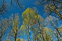 Lövskog-vår