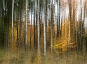Lövskog