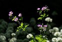 Midsommarblomster2