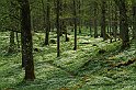 Vitsippsbacke