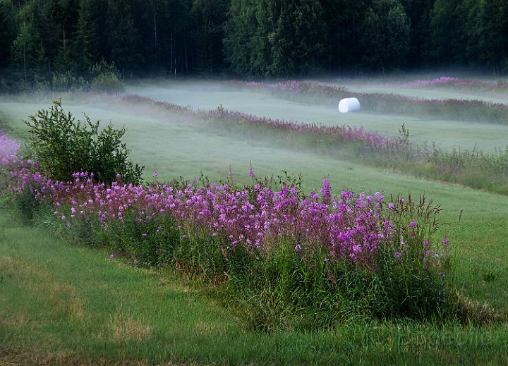 Tornedalen-Gärde.jpg