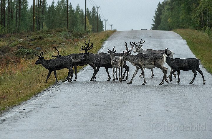 Tornedalen-Renar.jpg