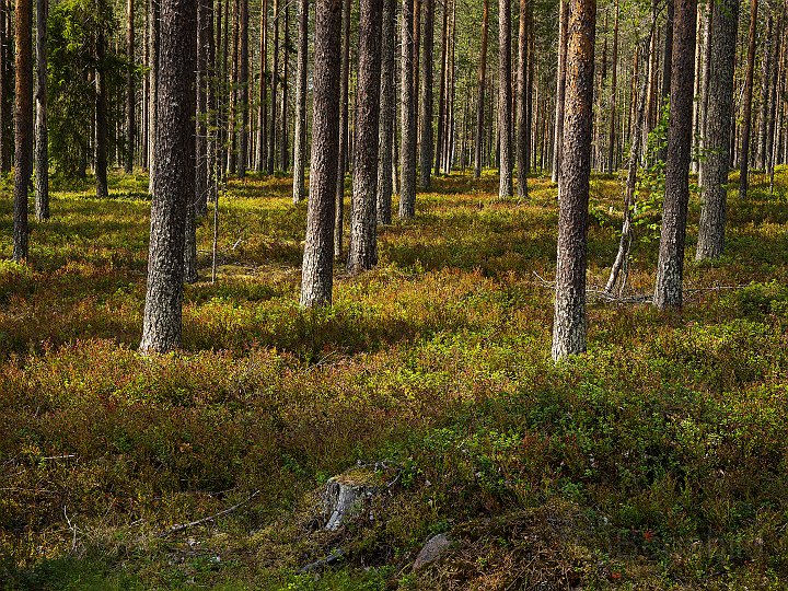Tornedalen-barrskog.jpg