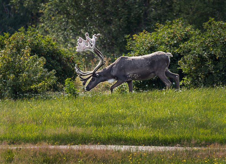 Tornedalen-rentjur.jpg