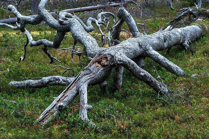 Ylläs-Skog-2.jpg