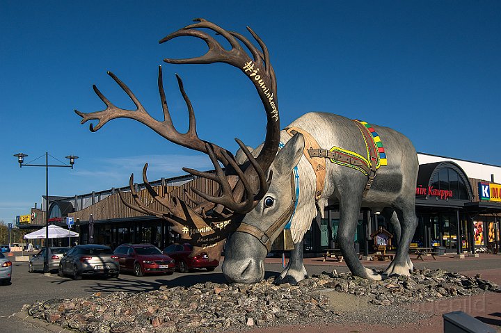 Ylläs-ren.jpg