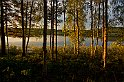 Björkar-vid-sjö1