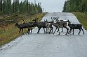 Tornedalen-Renar