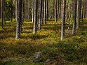 Tornedalen-barrskog
