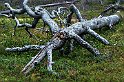 Ylläs-Skog-2