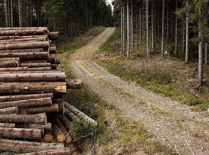 Skogsväg.jpg