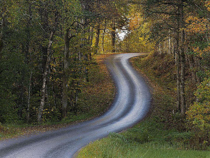 Väg-höst.jpg