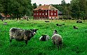 Vildmarksleden-Årås-kvarn
